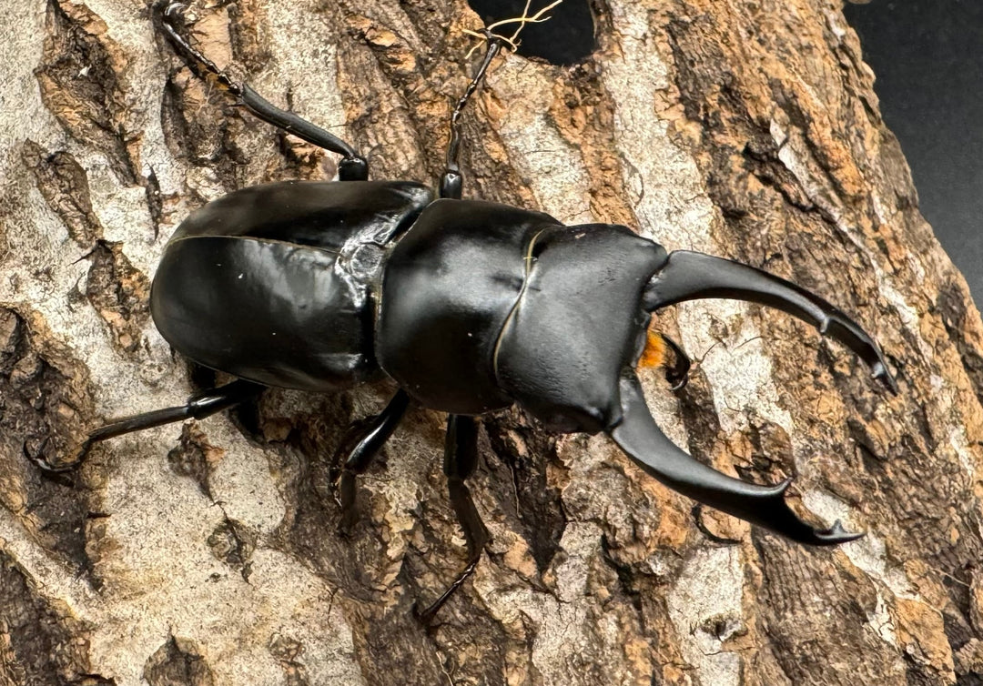 【WD】《ブラナウンコクワ 貢山産 56mm ♂A'品ペア》