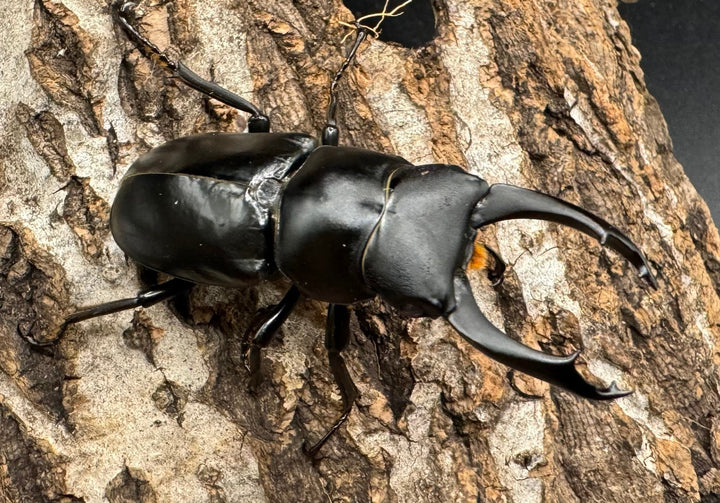 【WD】《ブラナウンコクワ 貢山産 56mm ♂A'品ペア》