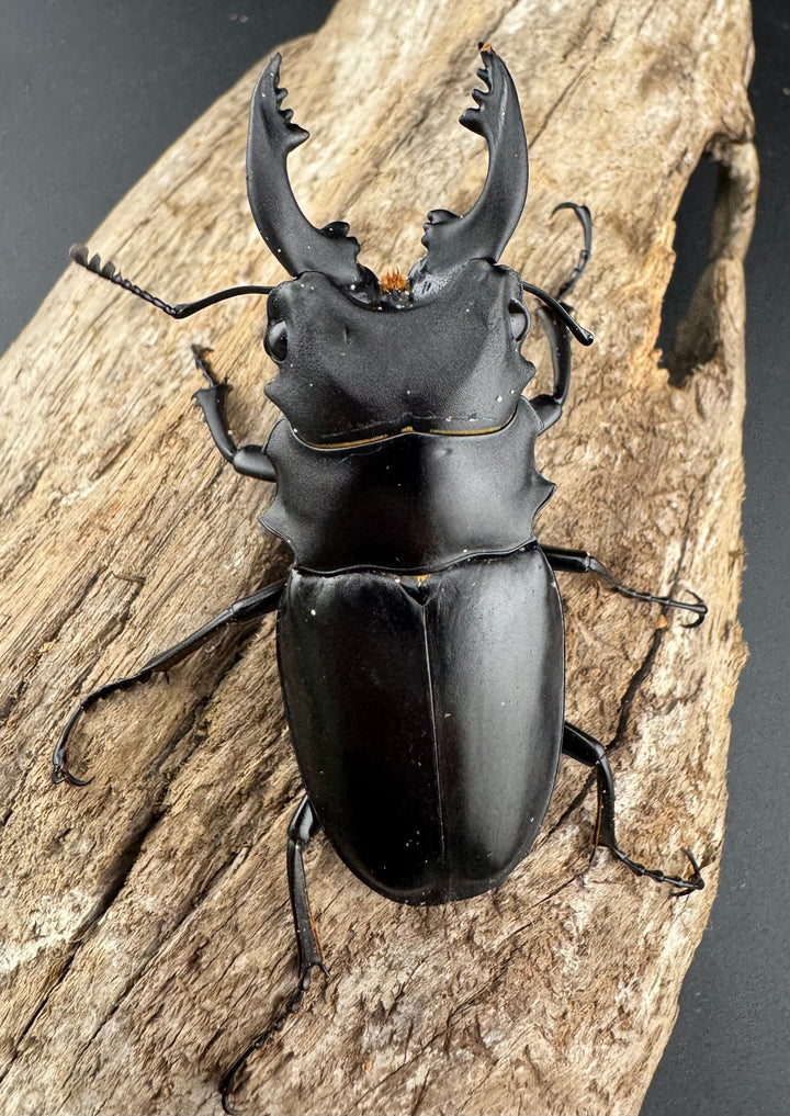 【WD】《アルケスツヤクワガタ ボアク島産 66.5mm A'品ペア》