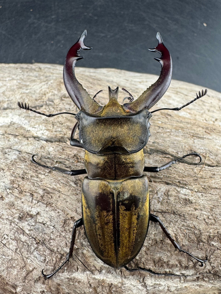 【WD】《チベットミヤマ亜種singularis 67mm ペア》