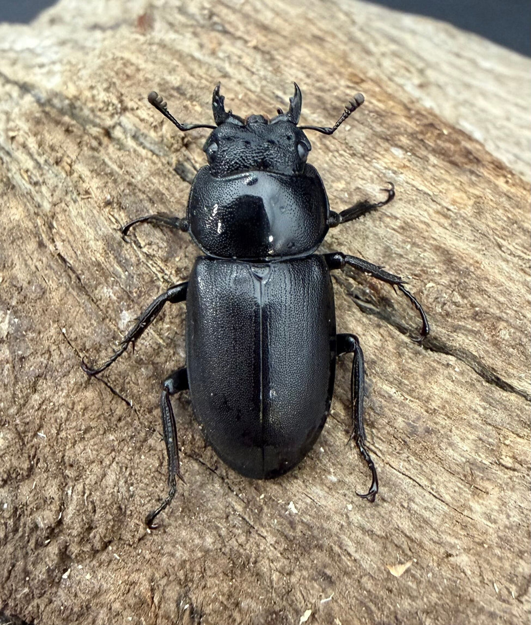 【F0】《コクワガタ 対馬産 38mm ♂♀♀トリオ》