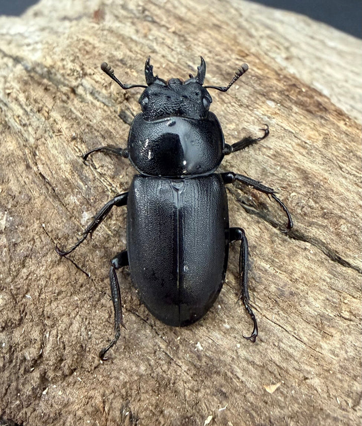 【F0】《コクワガタ 対馬産 38mm ♂♀♀トリオ》