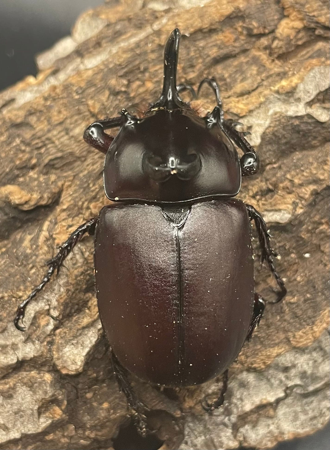 【WD】《ビルマニクス ゴホンツノ ペア》