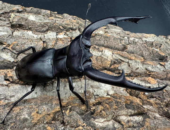 【WD】《マンディブラリスフタマタ 100mm ペア》