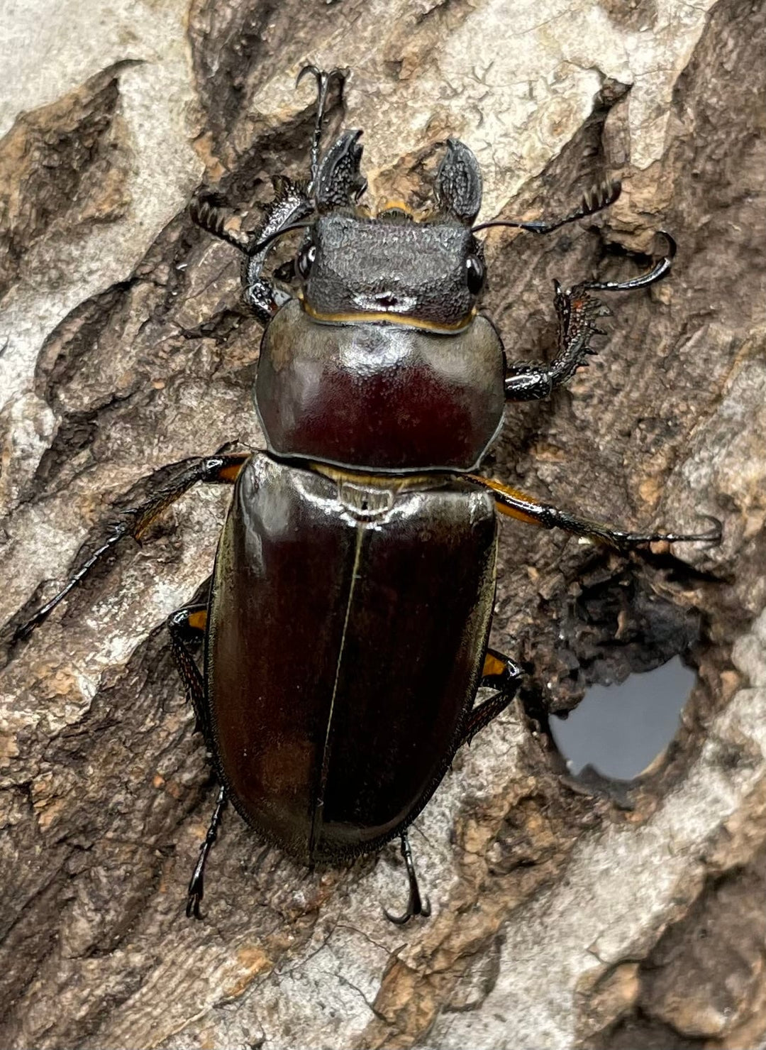 【WD】《ジュシャンミヤマ 49mm ペア》