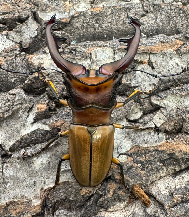 【WD】大歯《アラガールホソアカ 65mm ペア》