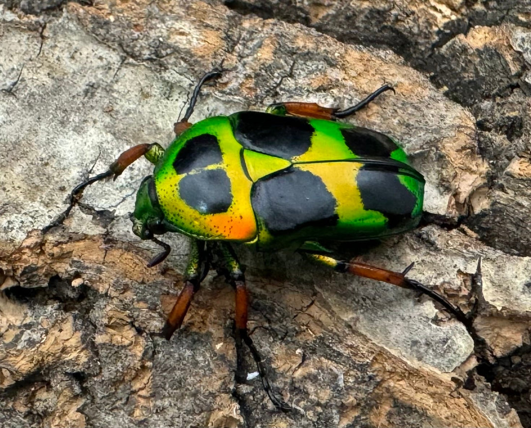 【WD】《マックレーツヤカナブン 赤タイプ ペア》