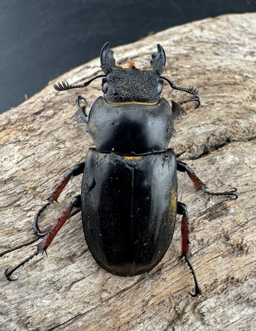 【WD】《セリケウスミヤマ原名亜種 55mm ペア》