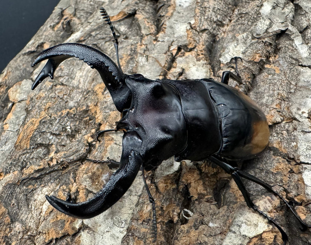 【WD】《セアカフタマタ（パリーフタマタ） 81mm ペア》