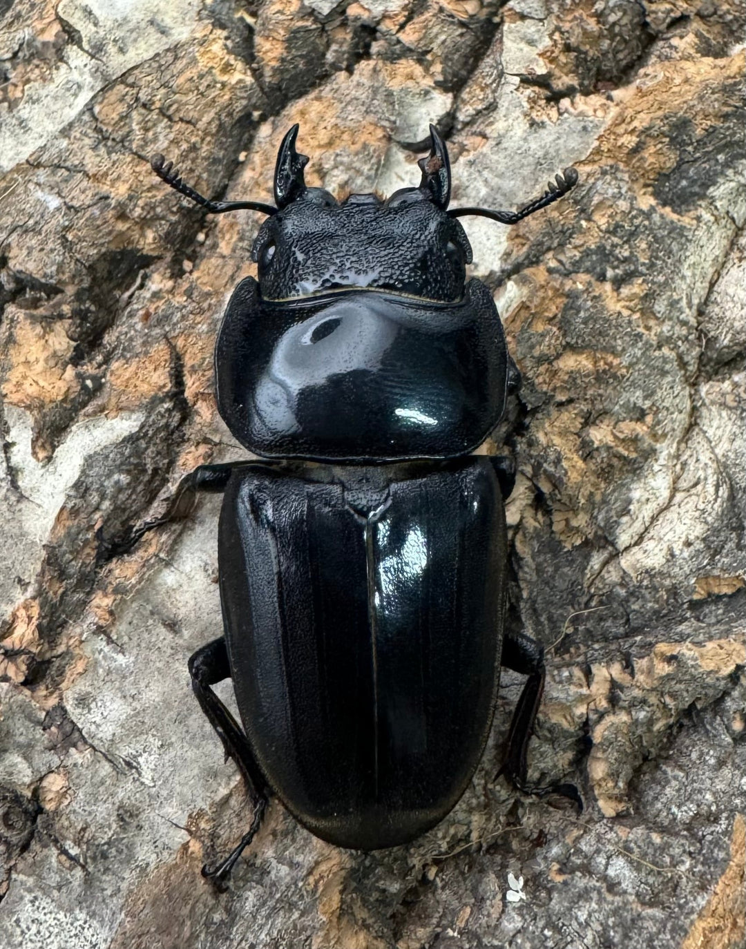 《スマトラオオヒラタ 93mm ♂♀♀トリオB品》