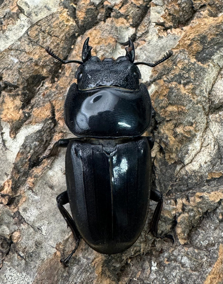 《スマトラオオヒラタ 93mm ♂♀♀トリオB品》