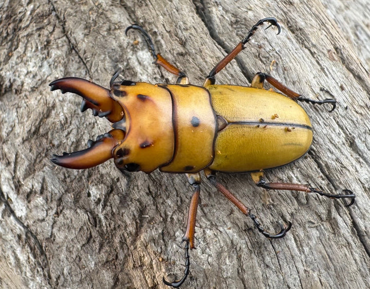 【WD】《オキピタリスノコギリ亜種astericus 30mm ペア》