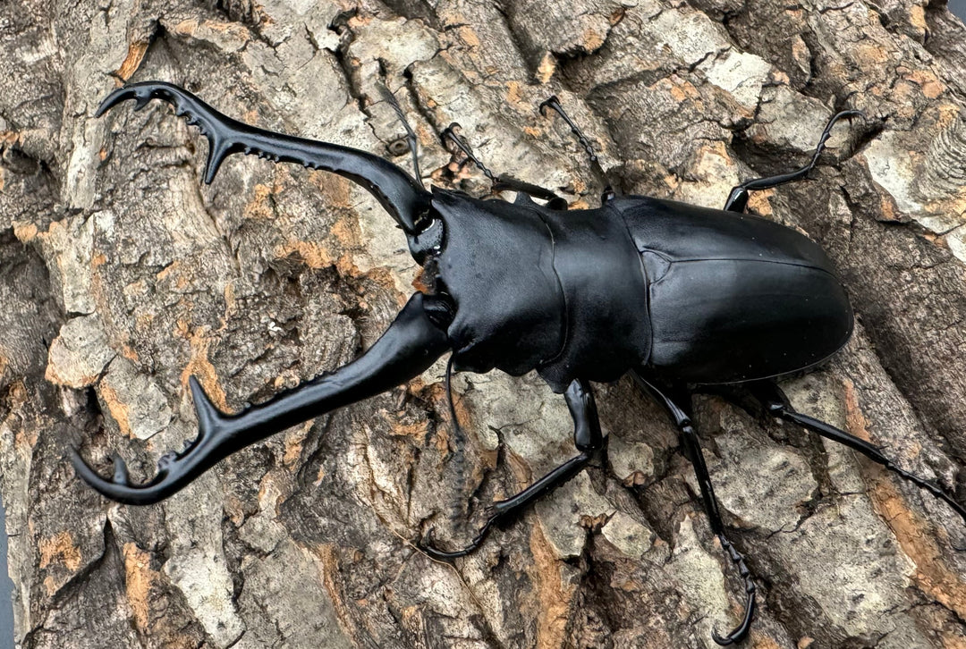 【WD】《ギラファノコギリ亜種ケイスケ 100mm ペア》