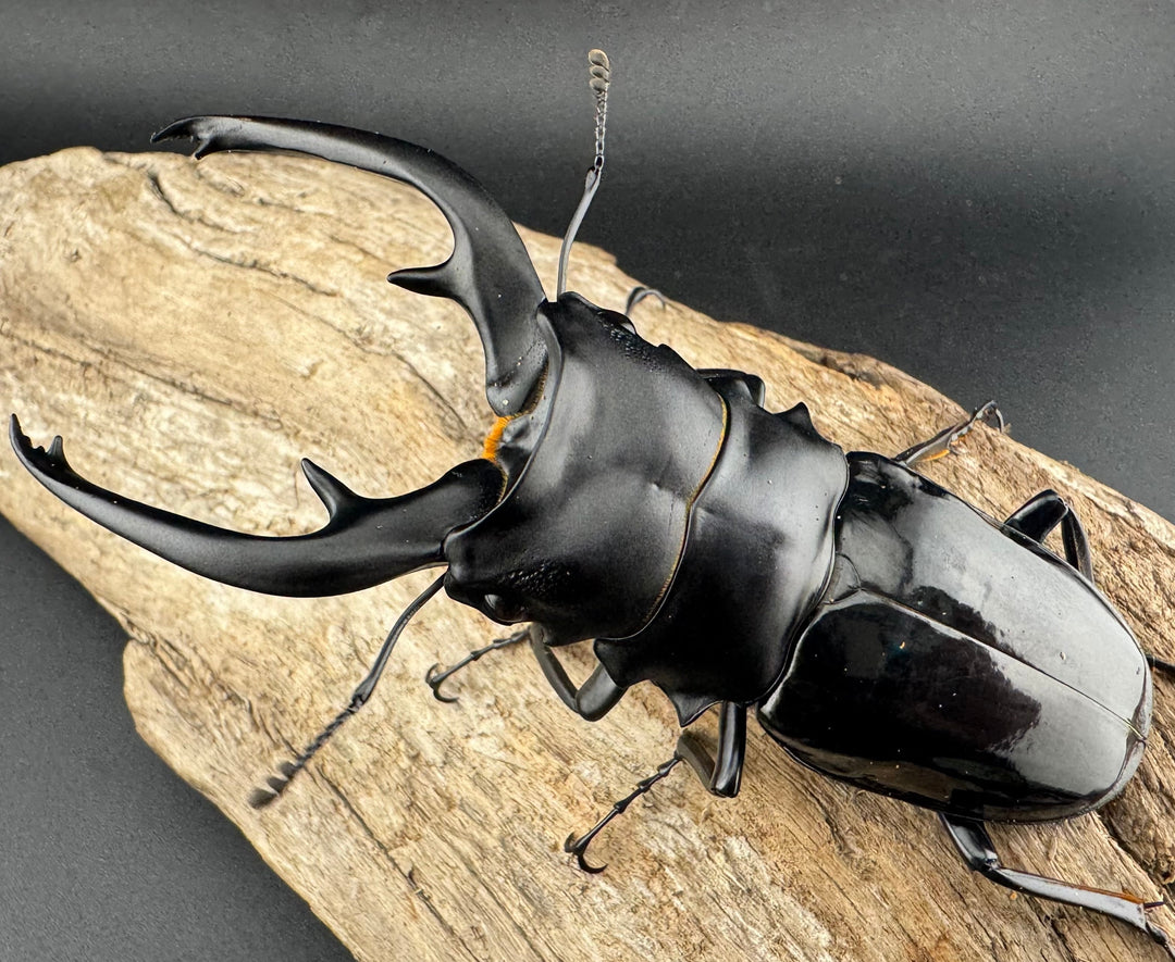 【WD】《インターメディアツヤクワガタ ネグロス島産 97mm ペア》