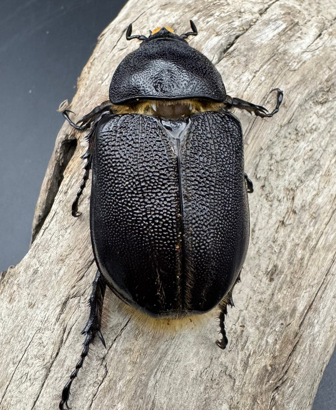 《ネプチューンオオカブト 106mm ペア》