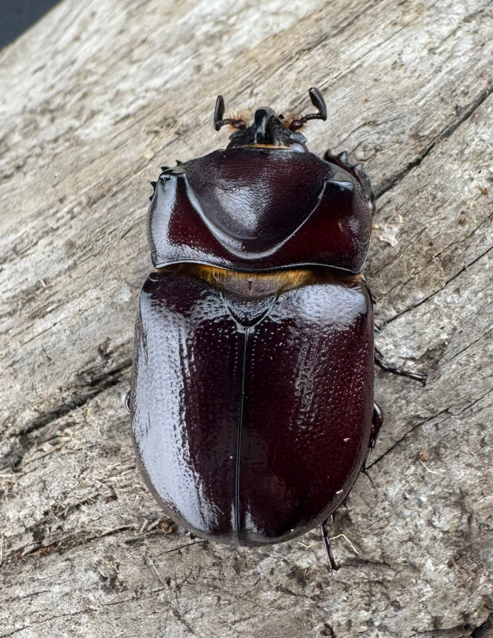 【WD】《クリイロムナコブサイカブト 33mm ペア》