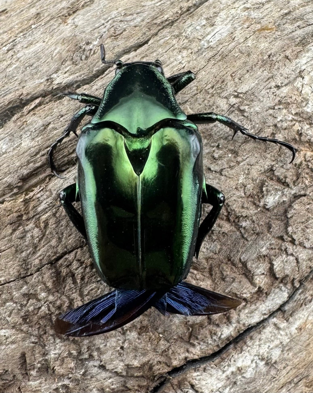 《ルソントゲアシハナムグリ Free ペア》