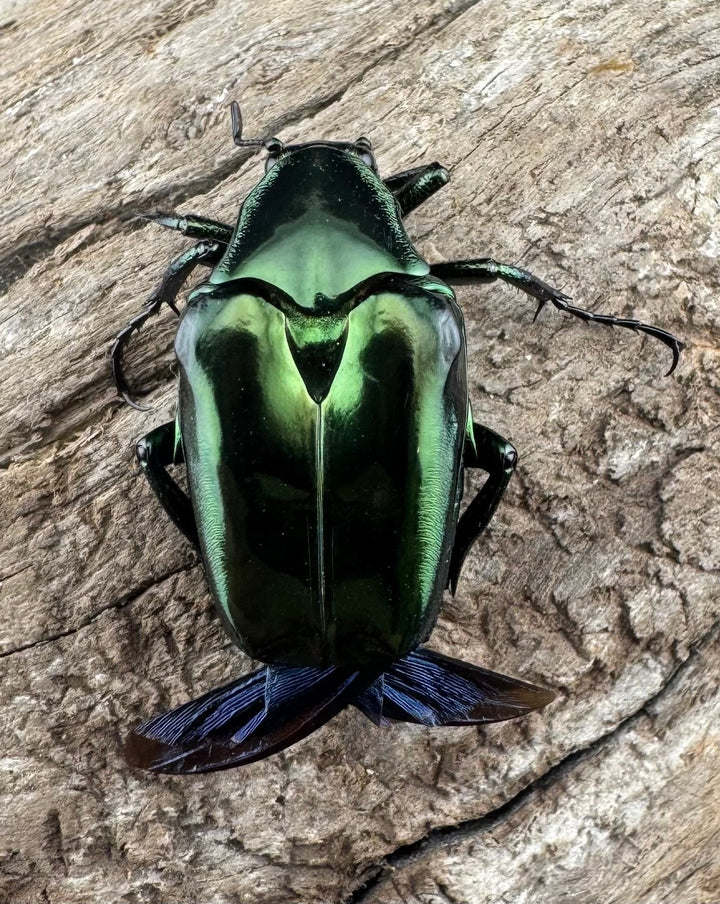 《ルソントゲアシハナムグリ Free ペア》