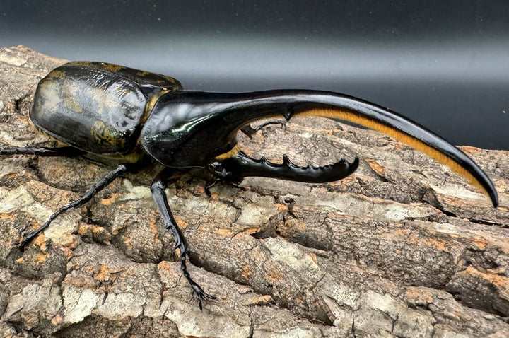 《ヘラクレス・ヘラクレス 150mm ペア》