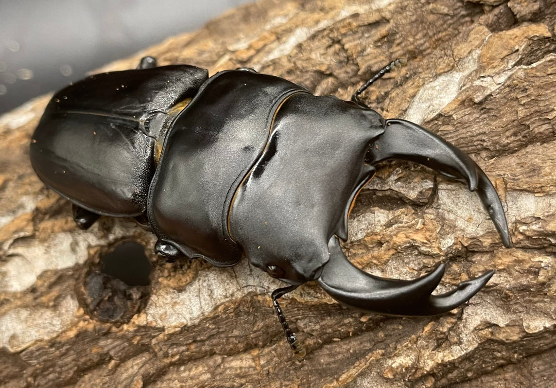 《オオクワガタ 川西血統 77mm ペア》