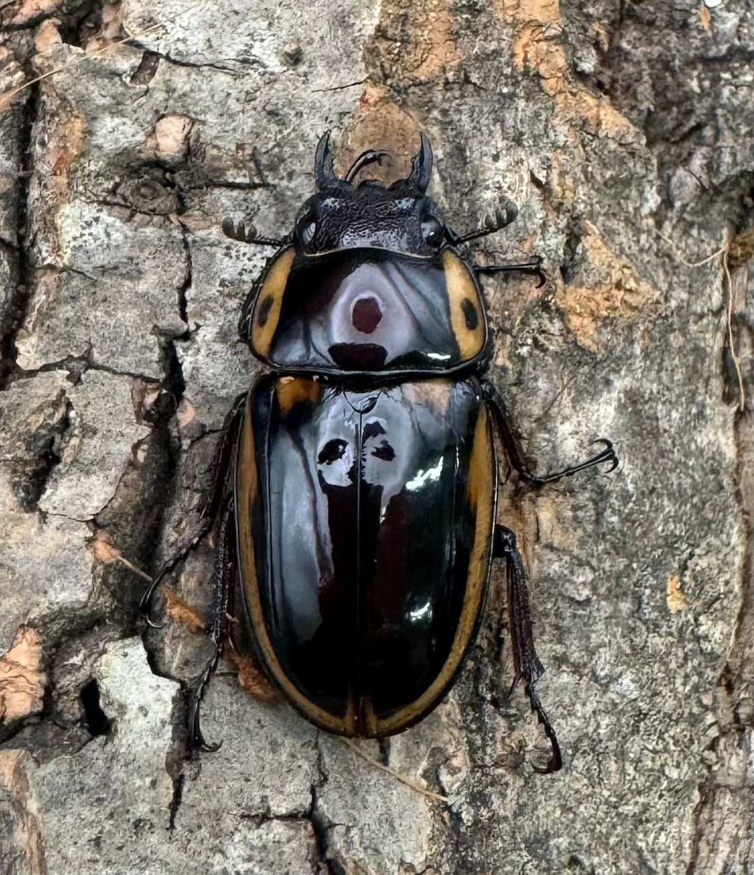 【WD】《ファブリースノコギリ原名亜種 52mm ペア》