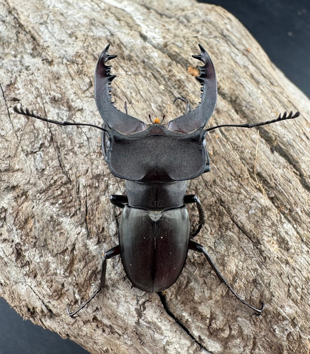 【WD】《クラッペリッヒミヤマ 42mm ♀脚黄紋 ペア》