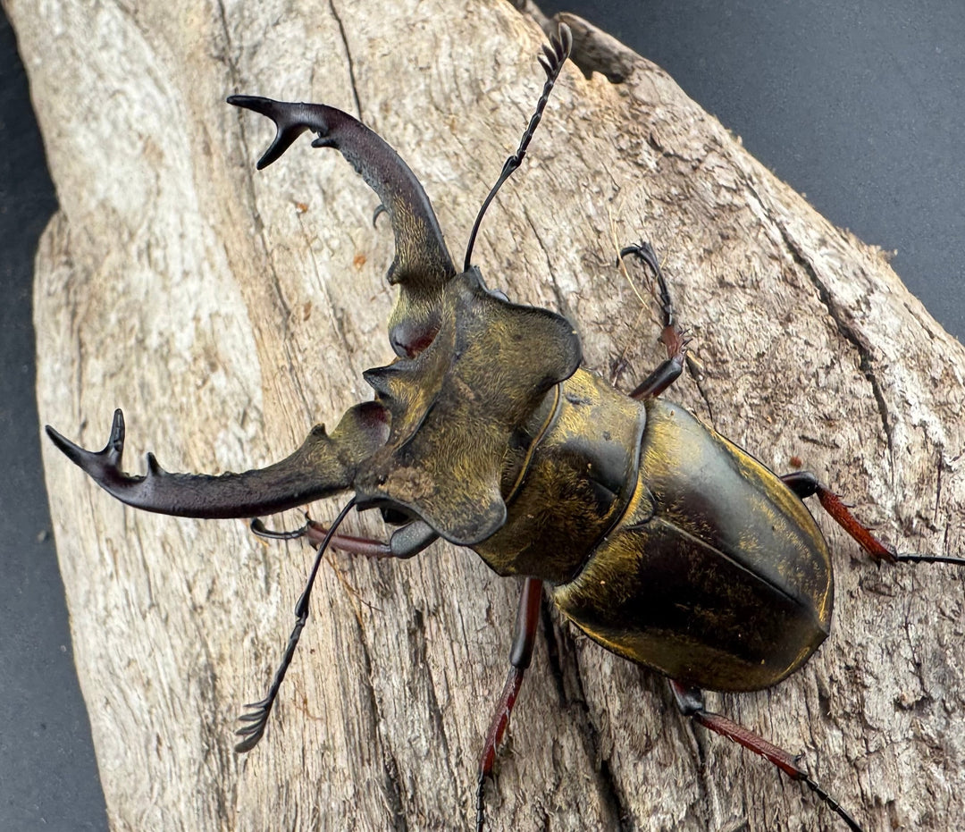 【WD】《セリケウスミヤマ原名亜種 59mm ペア》