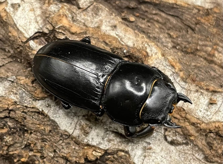 【WD】《ドルクス カツラ 広東省産 25mm ♀単》