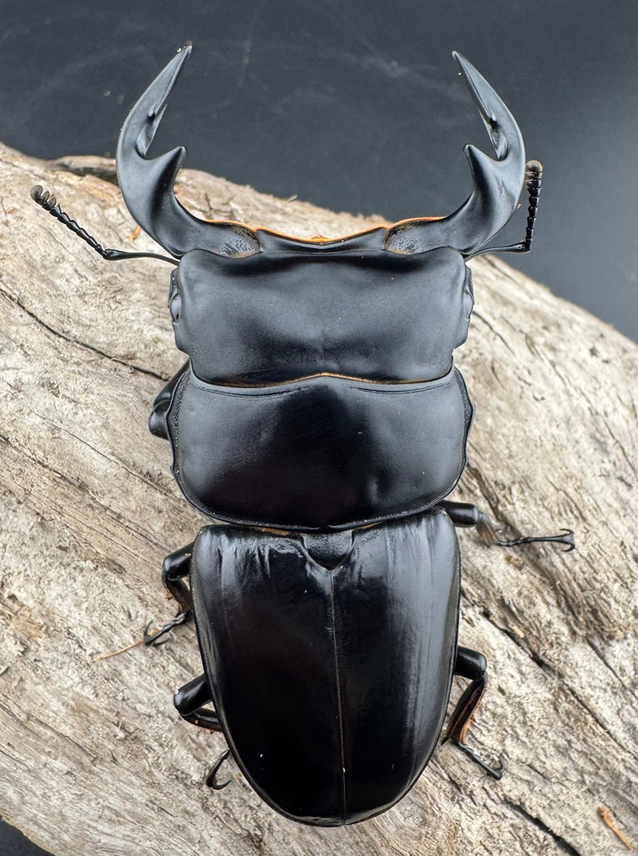 【WF1】《アンタエウスオオクワ カオバン産 78mm ペア》