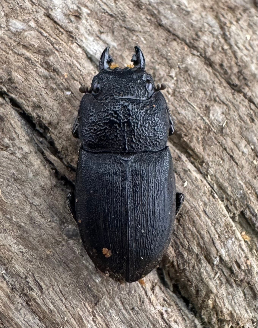 【WF2】《フィリピンネブト亜種バンガイエンシス 30mm B品ペア》