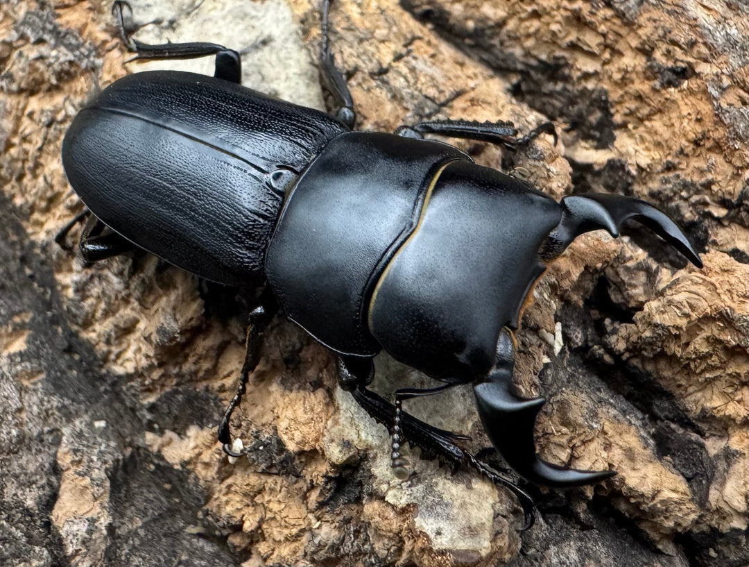 【WD】《ドルクス メンシウス 34ｍｍ ペア》