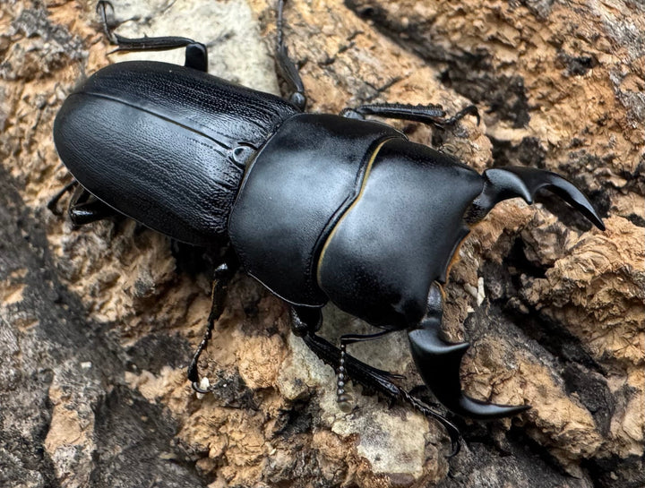 【WD】《ドルクス メンシウス 34ｍｍ ペア》