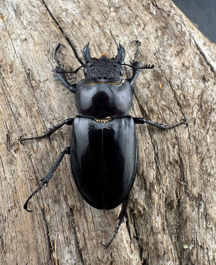 【WD】《ラエトゥスミヤマクワガタ 43mm ペア》