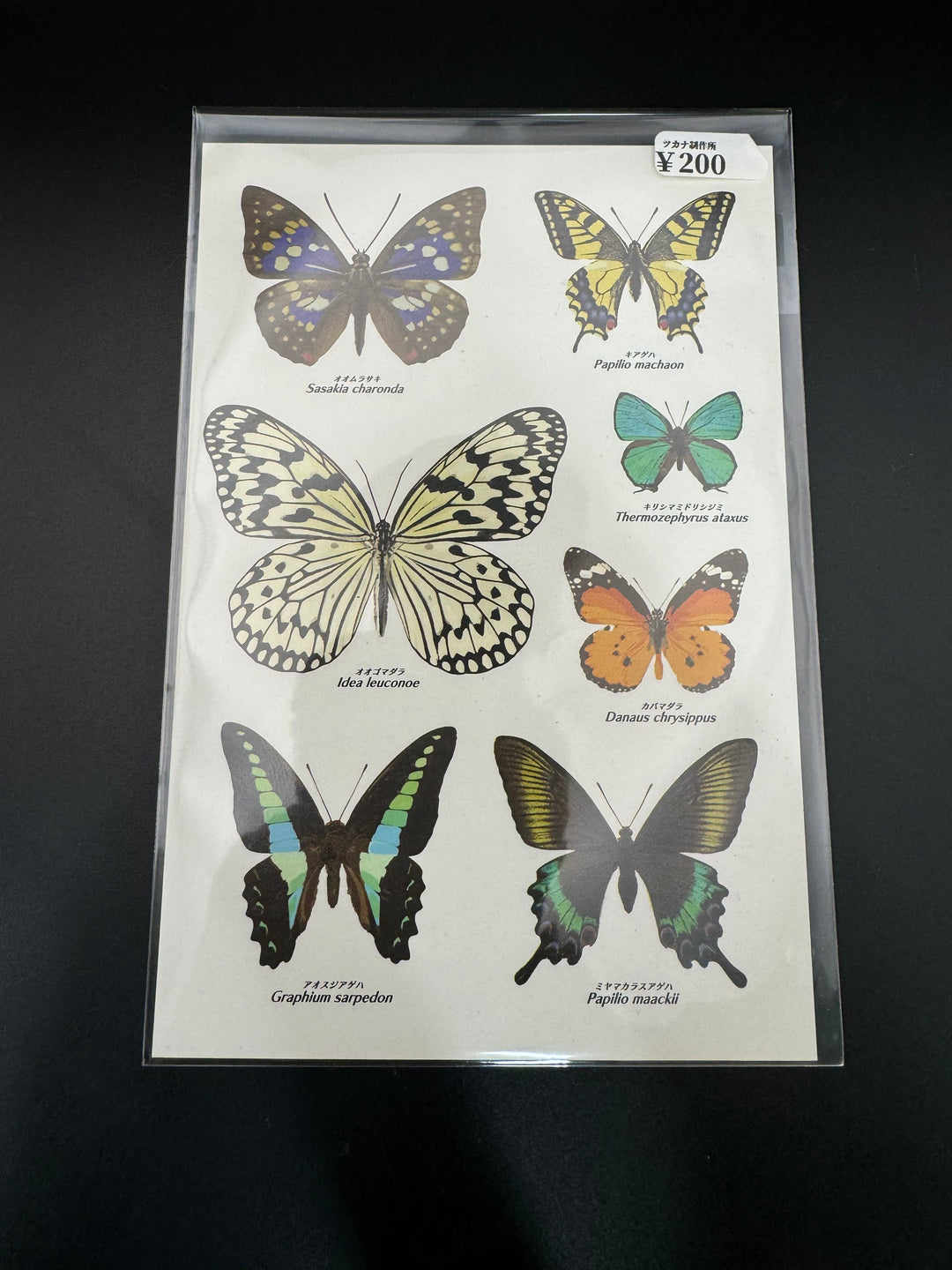 ポストカード 1枚入り（チョウの仲間）