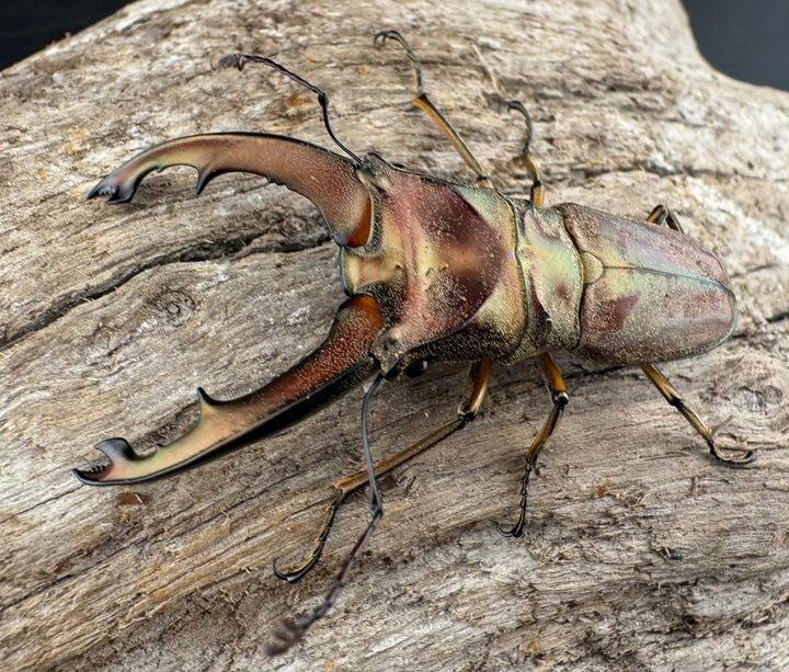 【WD】《ズベールホソアカ マラグサン産 51mm ペア》