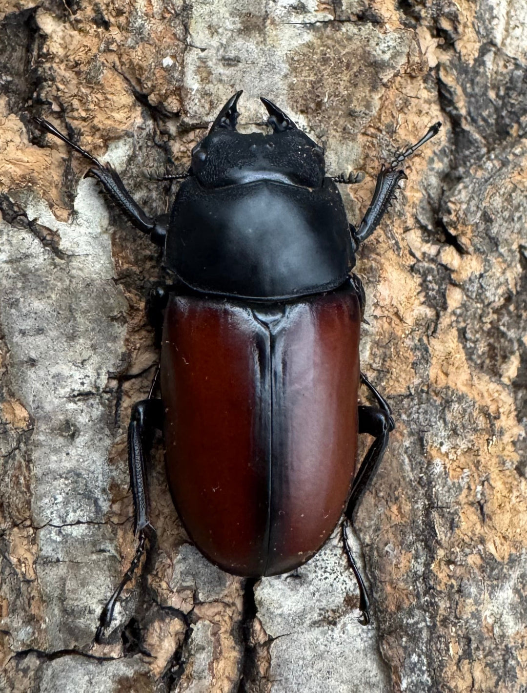 【WD】《ドンキエルコクワ原名亜種 70.5mm ペア》