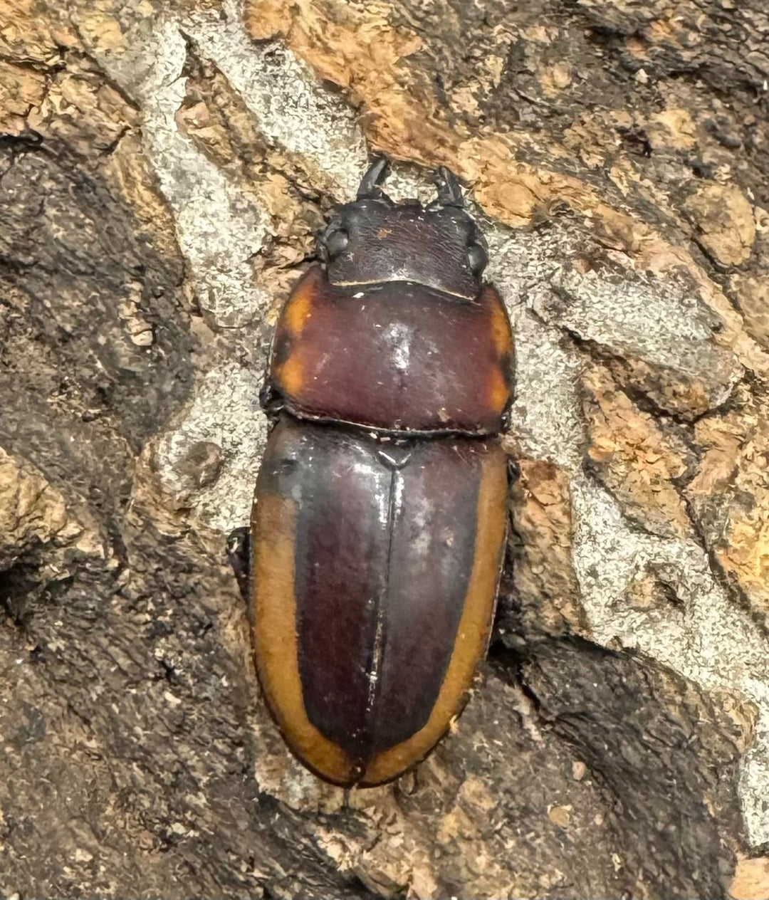 【WD】《ラテラリスノコギリ亜種アダチ 44.5mm ペア》