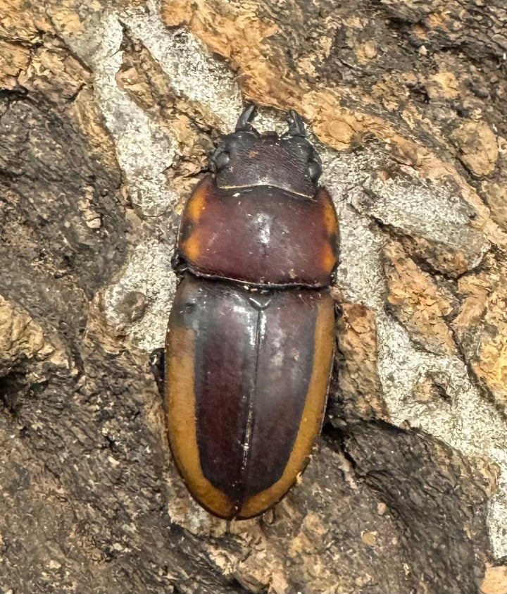 【WD】《ラテラリスノコギリ亜種アダチ 44.5mm ペア》