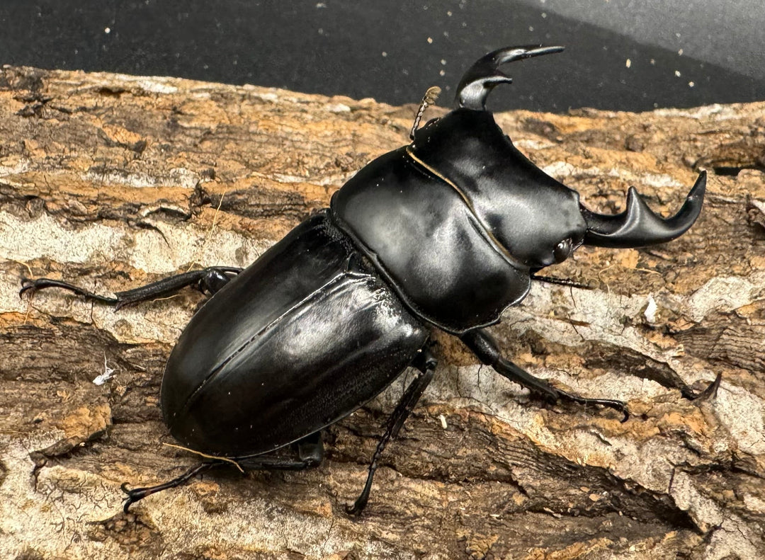 【WD】《クルビデンスオオクワ 雲南省産 61mm ペア》