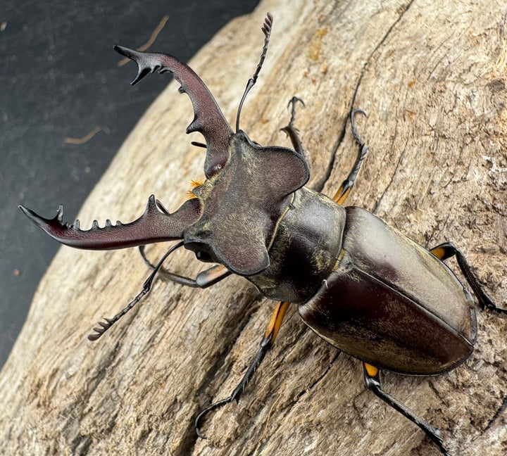 【WD】《ディボウスキーミヤマ原名亜種（チョウセンミヤマ） 遼寧省産 56mm ペア》