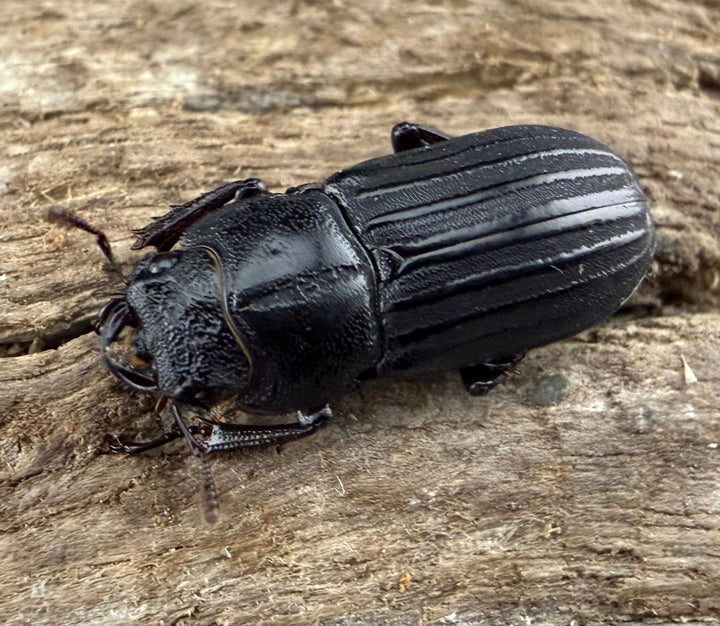 【WD】《アカヘリセスジ 18.5mm ♀単》