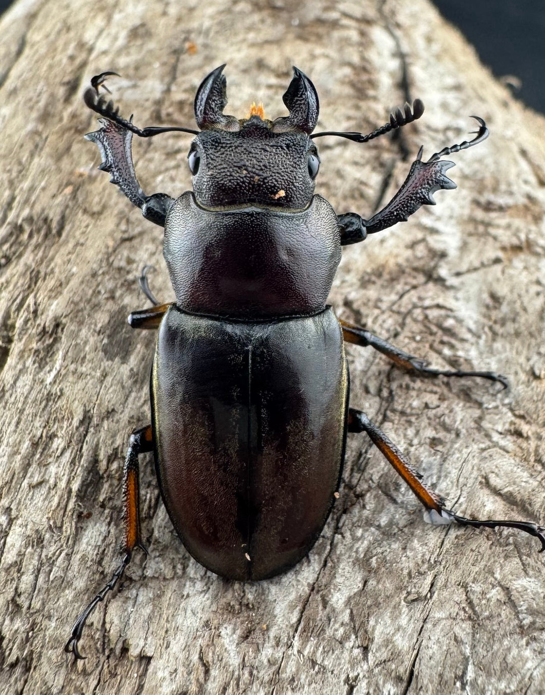 【WD】大型《ウーイーミヤマクワガタ 42mm♂♀♀トリオ》