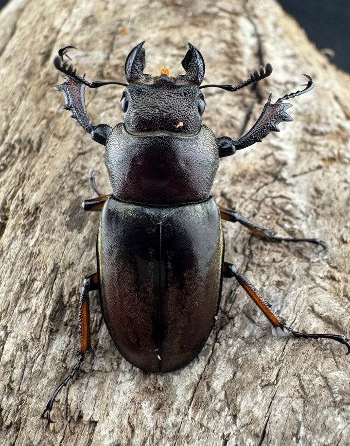 【WD】大型《ウーイーミヤマクワガタ 42mm♂♀♀トリオ》