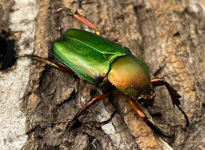 【WD】美麗種《ロドリゲスヒメカブトハナムグリ 32mm ペア》