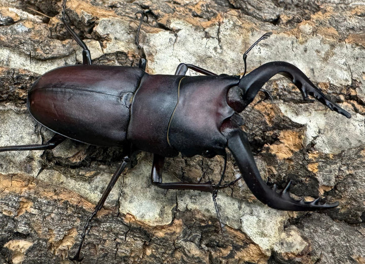 【WD】《ノコギリクワガタ 伊豆大島産 64mm ペア》