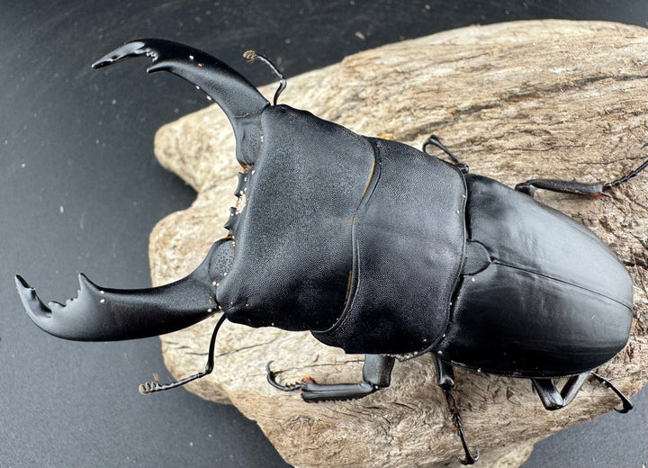 【WD】《西ペレンヒラタ（スラウェシオオヒラタ） 92.5mm ペア》