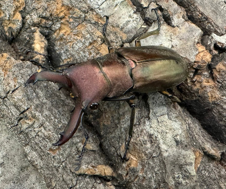 【WD】《クプレオニテンスホソアカクワガタ 34mm ペア》