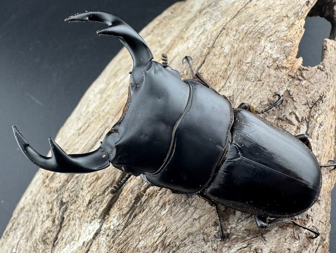 【WD】《クルビデンスオオクワ原名亜種 70mm ペア》