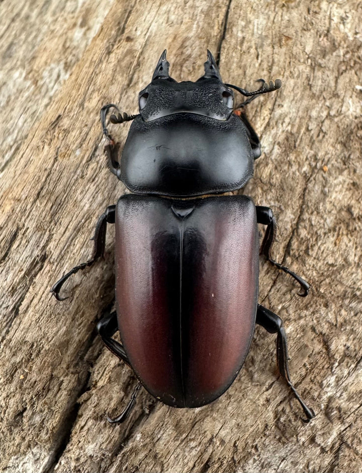 【WD】《ドンキエルコクワ原名亜種 雲南省産 65mm ♂♀♀トリオ》