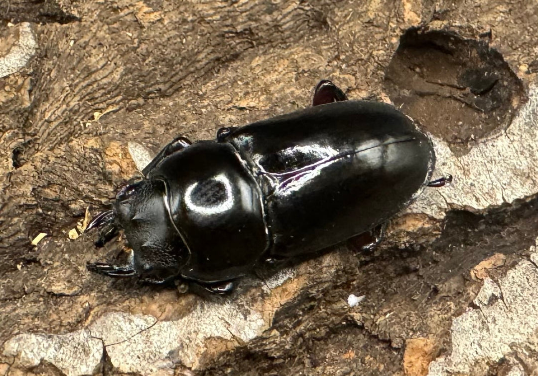 《ハイチュヌスコクワ 貴州省産 49mm ペア》